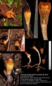 Thismia tentaculata K.Larsen & Aver., Зарубежная Азия (ASIA) (Вьетнам)