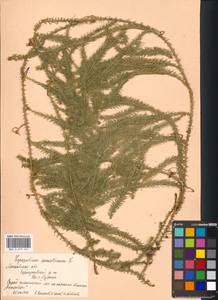 Spinulum annotinum subsp. annotinum, Восточная Европа, Московская область и Москва (E4a) (Россия)