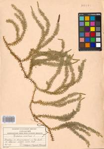 Spinulum annotinum subsp. annotinum, Восточная Европа, Московская область и Москва (E4a) (Россия)