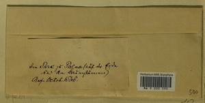 Abietinella abietina (Hedw.) M. Fleisch., Гербарий мохообразных, Мхи - Центральное Черноземье (B10) (Россия)