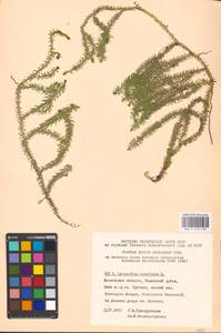 Spinulum annotinum subsp. annotinum, Восточная Европа, Московская область и Москва (E4a) (Россия)