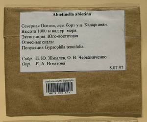 Abietinella abietina (Hedw.) M. Fleisch., Гербарий мохообразных, Мхи - Северный Кавказ и Предкавказье (B12) (Россия)