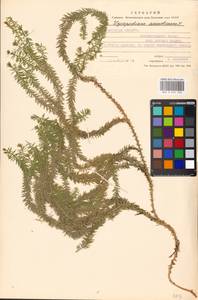 Spinulum annotinum subsp. annotinum, Восточная Европа, Московская область и Москва (E4a) (Россия)