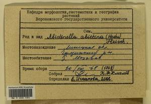 Abietinella abietina (Hedw.) M. Fleisch., Гербарий мохообразных, Мхи - Центральное Черноземье (B10) (Россия)