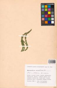 Spinulum annotinum subsp. annotinum, Восточная Европа, Московская область и Москва (E4a) (Россия)