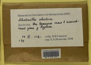 Abietinella abietina (Hedw.) M. Fleisch., Гербарий мохообразных, Мхи - Северный Кавказ и Предкавказье (B12) (Россия)