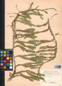 Spinulum annotinum subsp. annotinum, Восточная Европа, Московская область и Москва (E4a) (Россия)