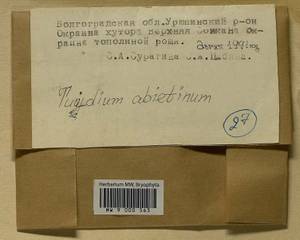 Abietinella abietina (Hedw.) M. Fleisch., Гербарий мохообразных, Мхи - Нижний Дон и Нижняя Волга (B11) (Россия)