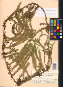 Spinulum annotinum subsp. annotinum, Восточная Европа, Московская область и Москва (E4a) (Россия)