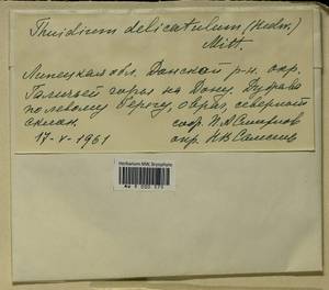 Abietinella abietina (Hedw.) M. Fleisch., Гербарий мохообразных, Мхи - Центральное Черноземье (B10) (Россия)