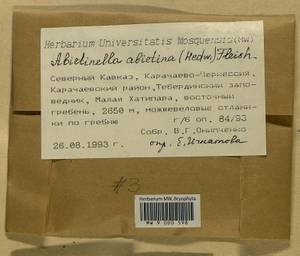 Abietinella abietina (Hedw.) M. Fleisch., Гербарий мохообразных, Мхи - Северный Кавказ и Предкавказье (B12) (Россия)
