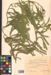 Spinulum annotinum subsp. annotinum, Восточная Европа, Московская область и Москва (E4a) (Россия)