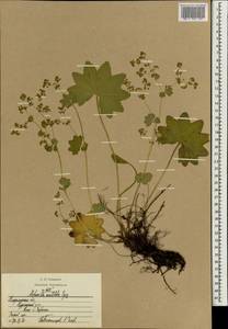 Манжетка обыкновенная L., Восточная Европа, Центральный район (E4) (Россия)