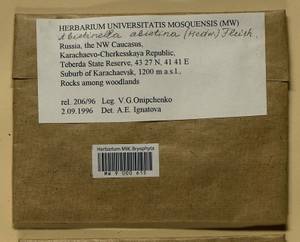 Abietinella abietina (Hedw.) M. Fleisch., Гербарий мохообразных, Мхи - Северный Кавказ и Предкавказье (B12) (Россия)