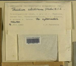 Abietinella abietina (Hedw.) M. Fleisch., Гербарий мохообразных, Мхи - Северный Кавказ и Предкавказье (B12) (Россия)