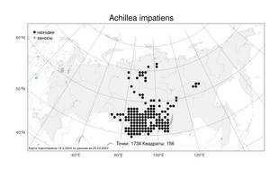 Achillea impatiens, Тысячелистник недотрога L., Атлас флоры России (FLORUS) (Россия)
