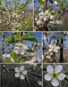 Prunus spinosa, Слива колючая, Терн L., Восточная Европа, Центральный лесостепной район (E6) (Россия)