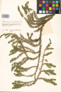 Spinulum annotinum subsp. annotinum, Восточная Европа, Московская область и Москва (E4a) (Россия)