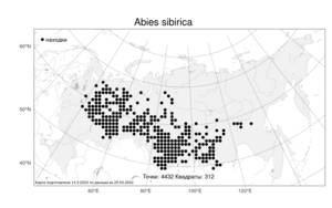 Abies sibirica, Пихта сибирская Ledeb., Атлас флоры России (FLORUS) (Россия)