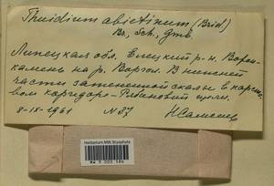 Abietinella abietina (Hedw.) M. Fleisch., Гербарий мохообразных, Мхи - Центральное Черноземье (B10) (Россия)