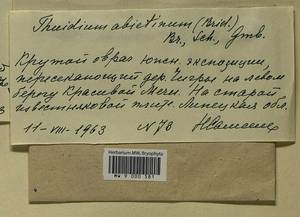 Abietinella abietina (Hedw.) M. Fleisch., Гербарий мохообразных, Мхи - Центральное Черноземье (B10) (Россия)
