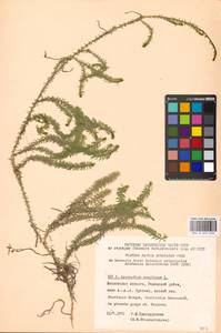 Spinulum annotinum subsp. annotinum, Восточная Европа, Московская область и Москва (E4a) (Россия)