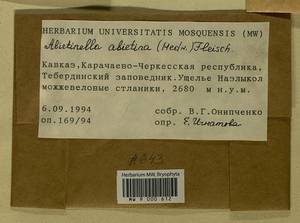 Abietinella abietina (Hedw.) M. Fleisch., Гербарий мохообразных, Мхи - Северный Кавказ и Предкавказье (B12) (Россия)