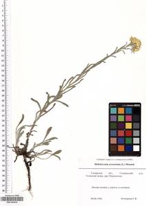 SMR000040, Цмин песчаный (L.) Moench, Восточная Европа, Средневолжский район (E8) (Россия)