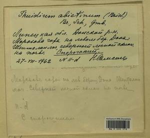 Abietinella abietina (Hedw.) M. Fleisch., Гербарий мохообразных, Мхи - Центральное Черноземье (B10) (Россия)