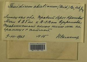Abietinella abietina (Hedw.) M. Fleisch., Гербарий мохообразных, Мхи - Центральное Черноземье (B10) (Россия)
