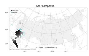 Acer campestre, Клен полевой, Клен равнинный L., Атлас флоры России (FLORUS) (Россия)