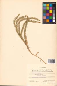 Spinulum annotinum subsp. annotinum, Восточная Европа, Московская область и Москва (E4a) (Россия)