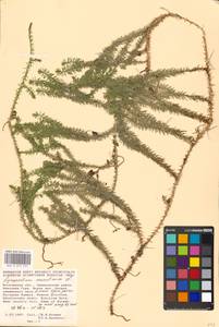 Spinulum annotinum subsp. annotinum, Восточная Европа, Московская область и Москва (E4a) (Россия)