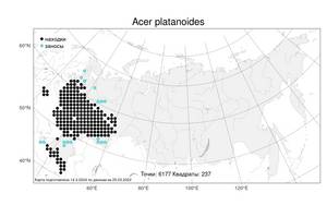 Acer platanoides, Клен платановидный, Клен остролистный L., Атлас флоры России (FLORUS) (Россия)