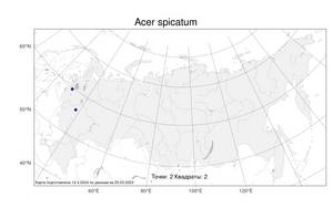 Acer spicatum, Клен колосистый Lam., Атлас флоры России (FLORUS) (Россия)