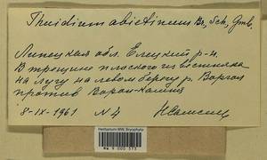 Abietinella abietina (Hedw.) M. Fleisch., Гербарий мохообразных, Мхи - Центральное Черноземье (B10) (Россия)
