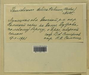 Abietinella abietina (Hedw.) M. Fleisch., Гербарий мохообразных, Мхи - Центральное Черноземье (B10) (Россия)