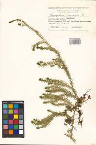 Spinulum annotinum subsp. annotinum, Восточная Европа, Московская область и Москва (E4a) (Россия)