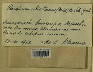 Abietinella abietina (Hedw.) M. Fleisch., Гербарий мохообразных, Мхи - Центральное Черноземье (B10) (Россия)