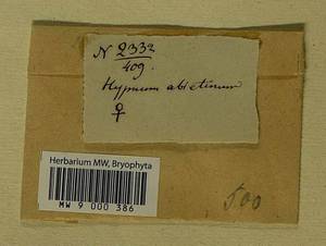 Abietinella abietina (Hedw.) M. Fleisch., Гербарий мохообразных, Мхи (без точных пунктов) (B0)