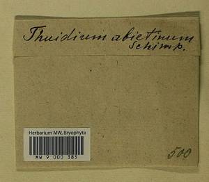 Abietinella abietina (Hedw.) M. Fleisch., Гербарий мохообразных, Мхи (без точных пунктов) (B0)