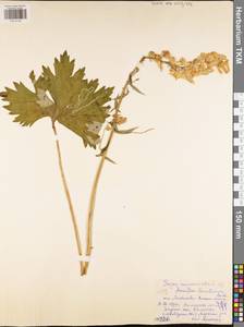 Aconitum lycoctonum subsp. lasiostomum (Rchb.) Warncke, Восточная Европа, Центральный район (E4) (Россия)