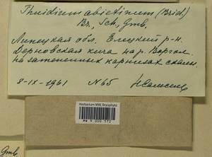 Abietinella abietina (Hedw.) M. Fleisch., Гербарий мохообразных, Мхи - Центральное Черноземье (B10) (Россия)