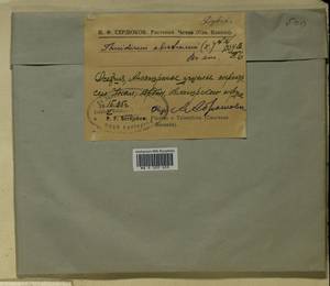 Abietinella abietina (Hedw.) M. Fleisch., Гербарий мохообразных, Мхи - Северный Кавказ и Предкавказье (B12) (Россия)