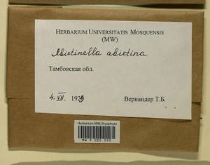 Abietinella abietina (Hedw.) M. Fleisch., Гербарий мохообразных, Мхи - Центральное Черноземье (B10) (Россия)
