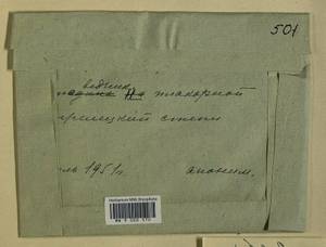 Abietinella abietina (Hedw.) M. Fleisch., Гербарий мохообразных, Мхи - Центральное Черноземье (B10) (Россия)