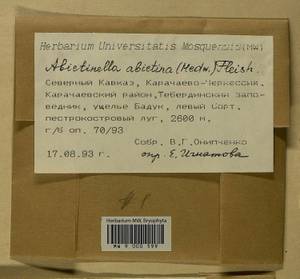 Abietinella abietina (Hedw.) M. Fleisch., Гербарий мохообразных, Мхи - Северный Кавказ и Предкавказье (B12) (Россия)