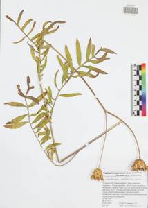Rhaponticoides ruthenica (Lam.) M. V. Agab. & Greuter, Восточная Европа, Центральный район (E4) (Россия)