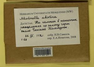 Abietinella abietina (Hedw.) M. Fleisch., Гербарий мохообразных, Мхи - Северный Кавказ и Предкавказье (B12) (Россия)