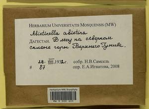 Abietinella abietina (Hedw.) M. Fleisch., Гербарий мохообразных, Мхи - Северный Кавказ и Предкавказье (B12) (Россия)